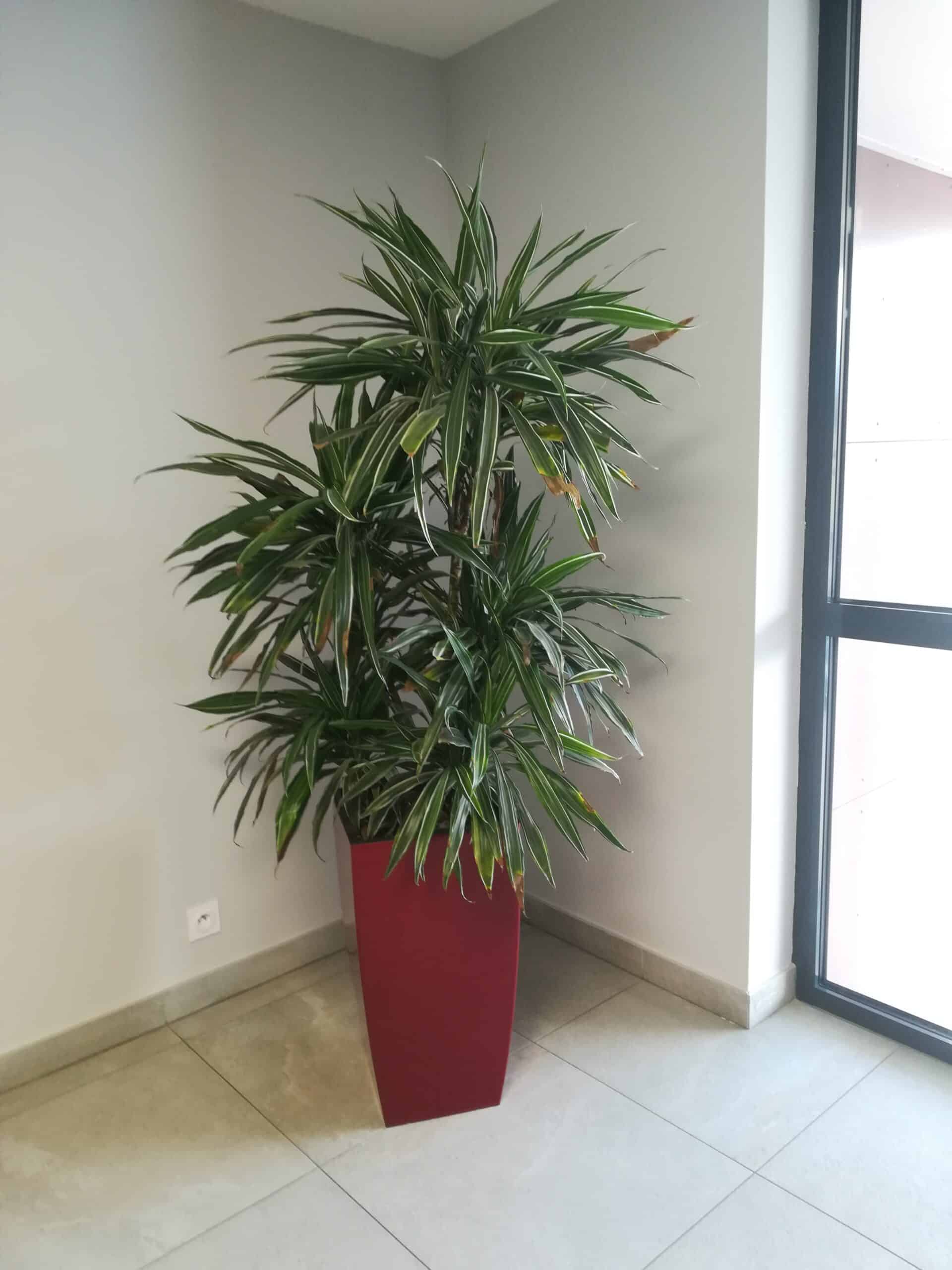 Plante en pot dans une entreprise