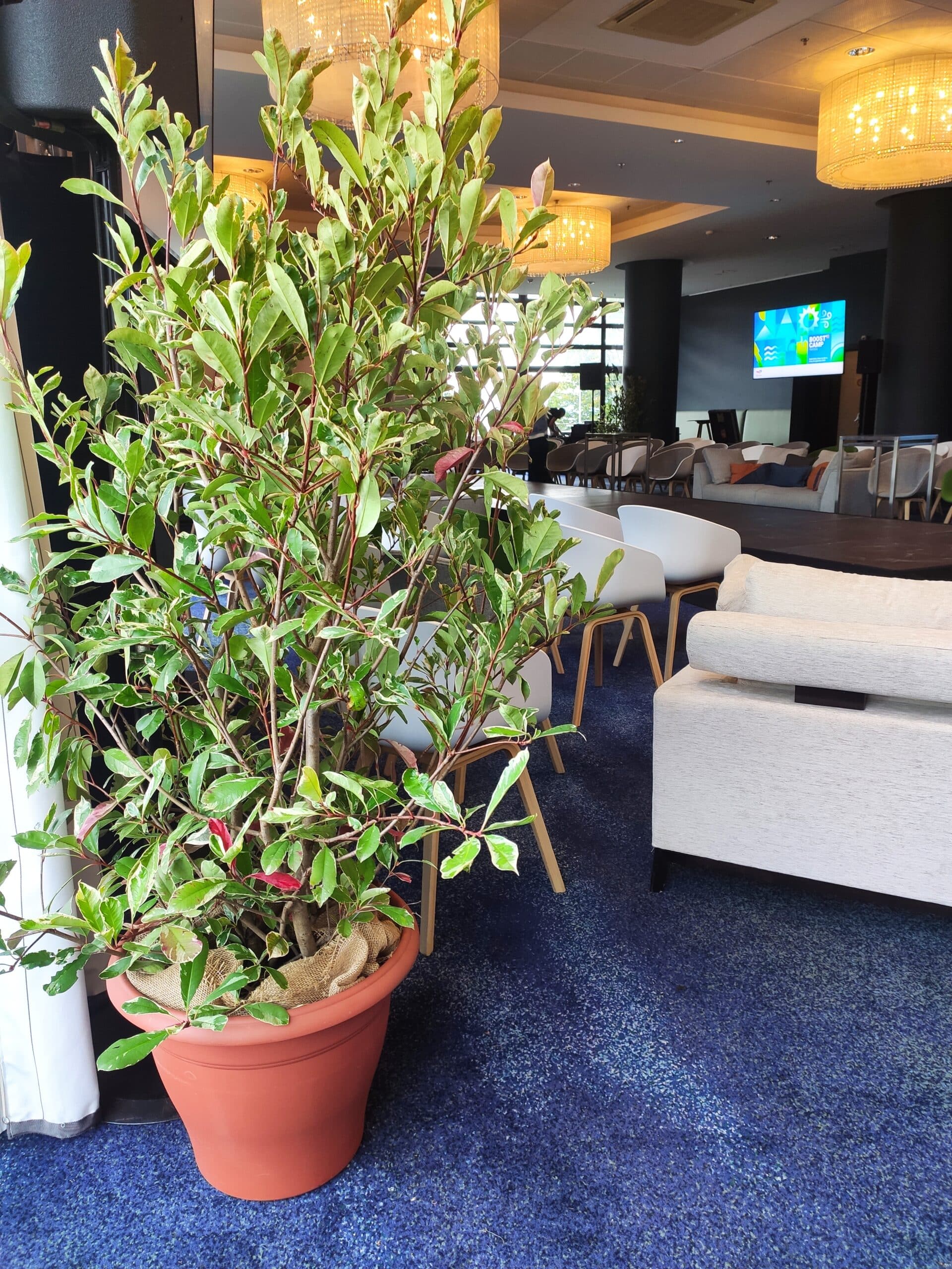 Location de plantes
