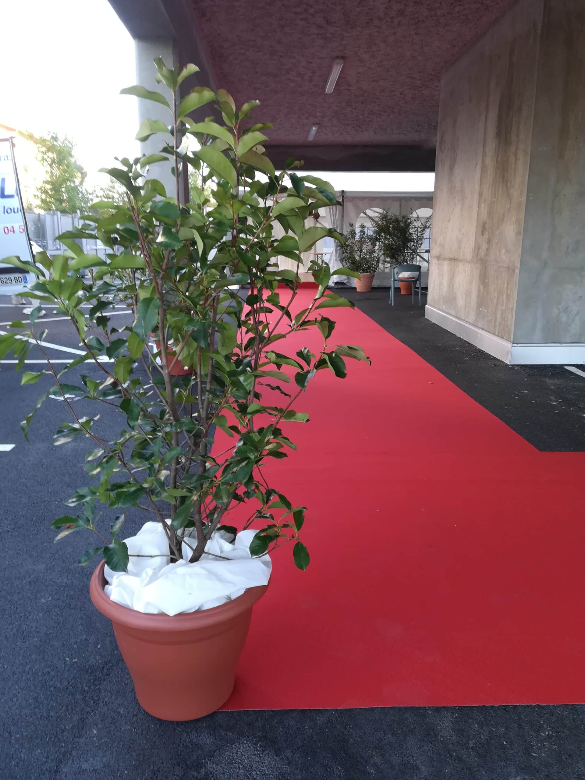 Location de plantes