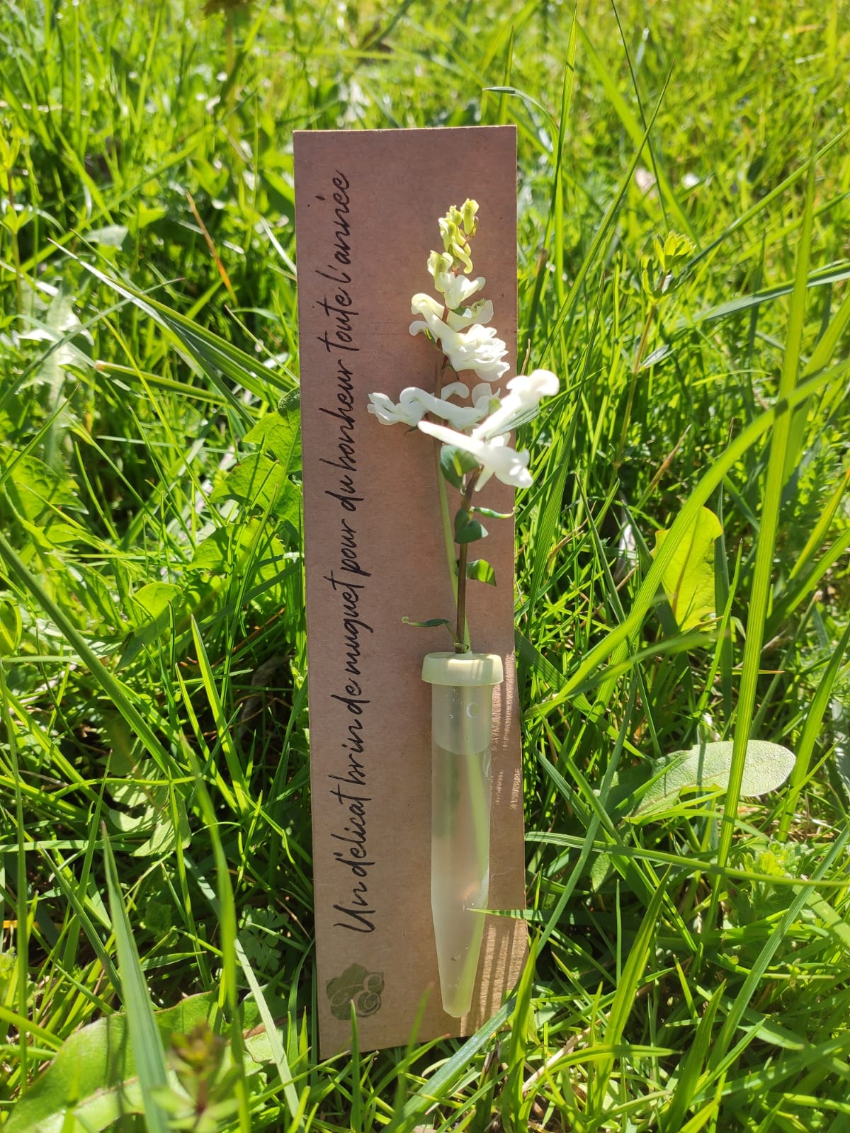 Muguet