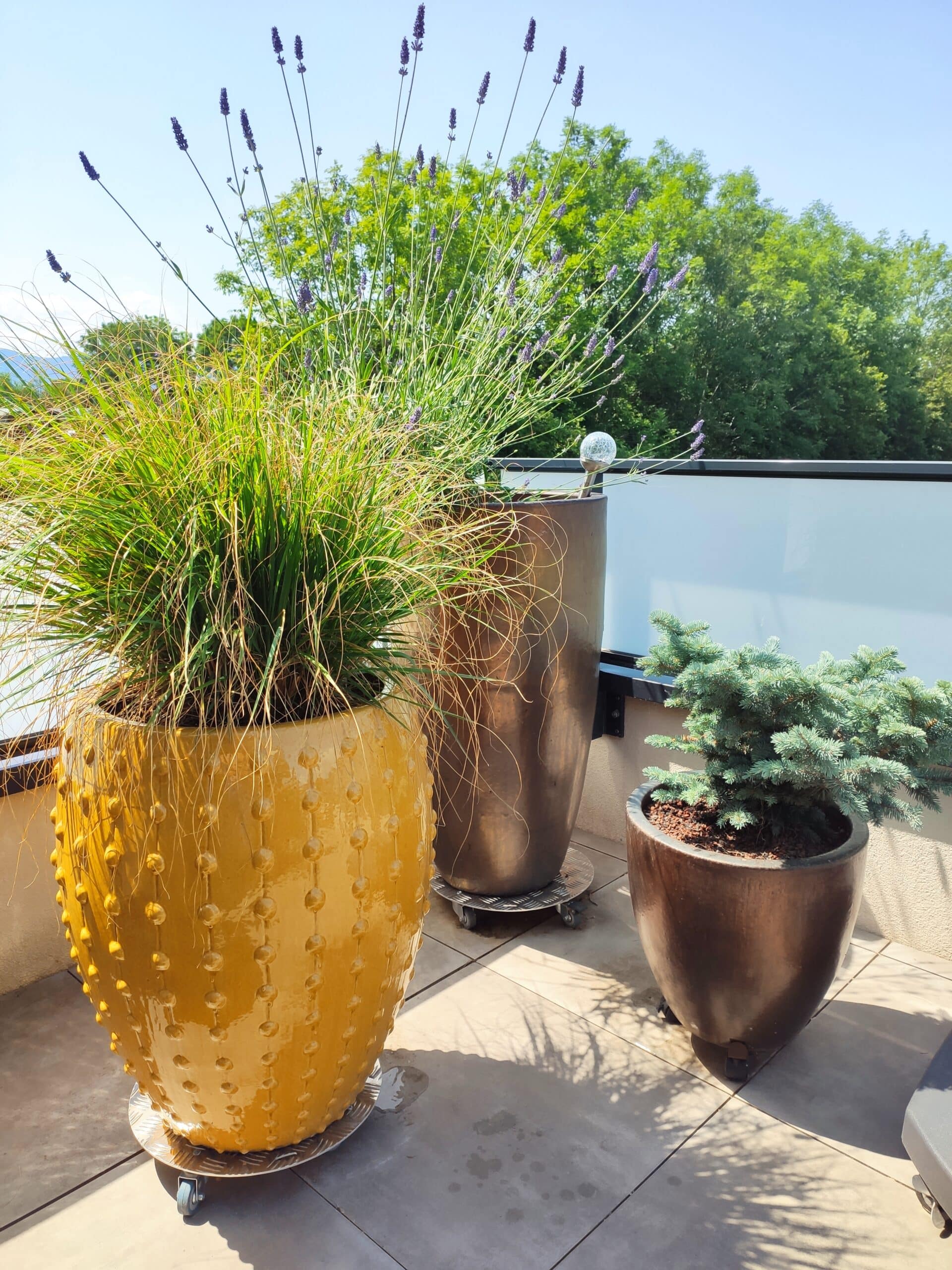 Plantes en pot sur une terrasse