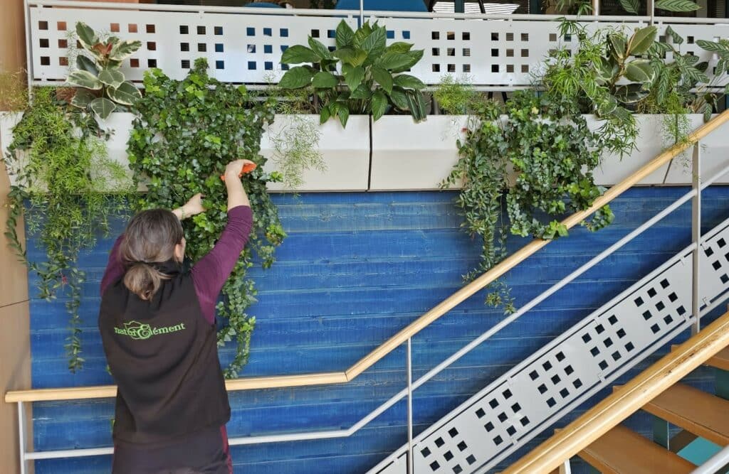 Entretien et taille de plantes d'intérieures