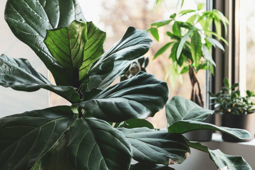 Entretien de plantes