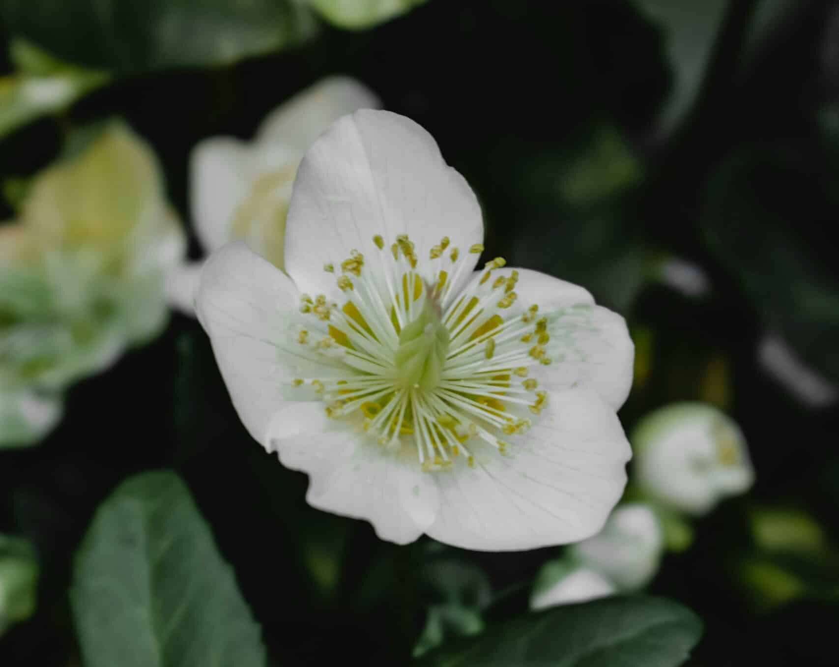 Hellebore
