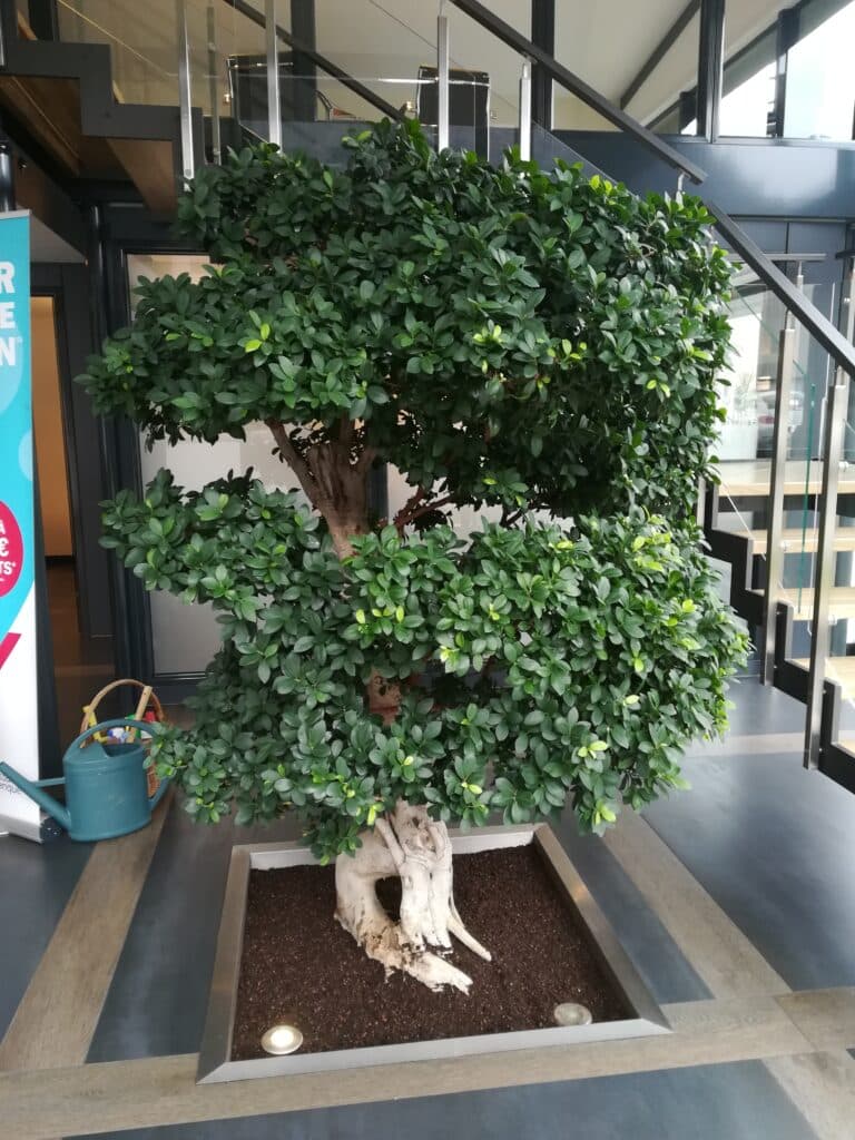 Arbre d'intérieur