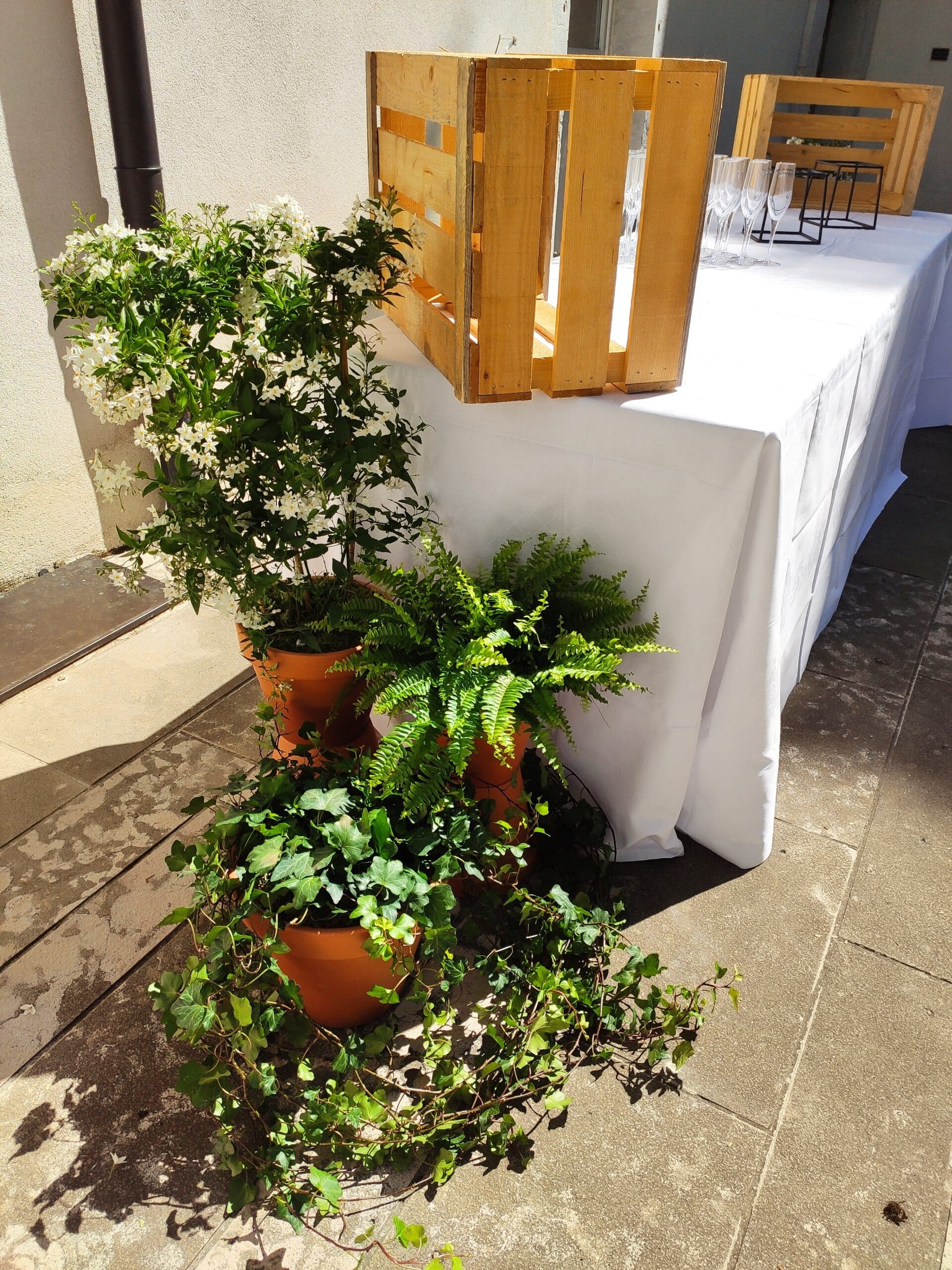 Location de plantes pour décor de buffet