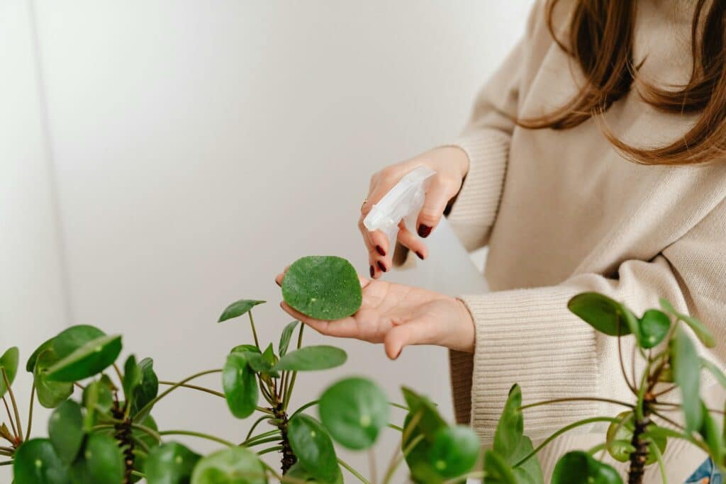 Entretien des plantes