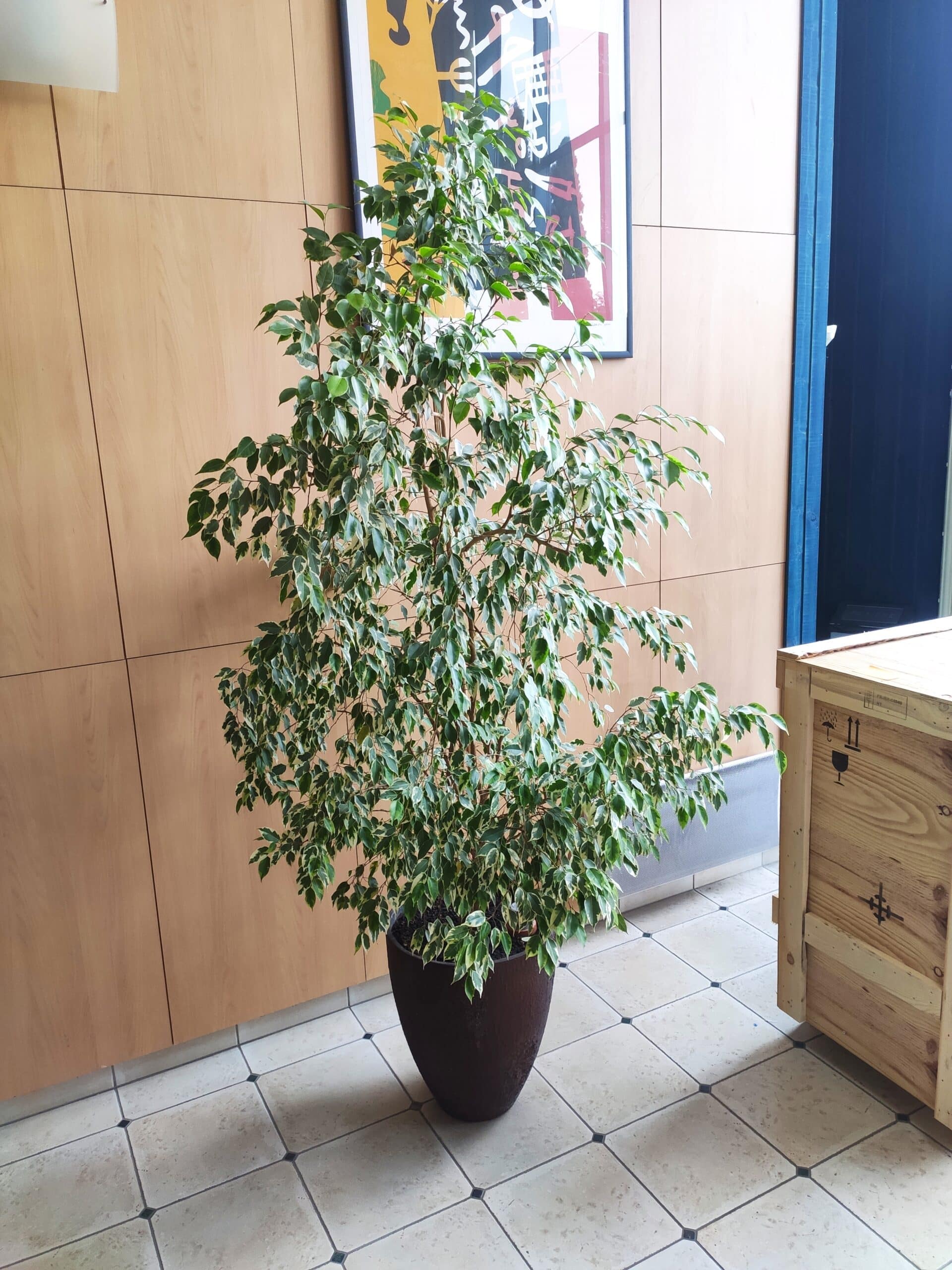 ficus-apres-entretien-fleuriste Ficus après entretien