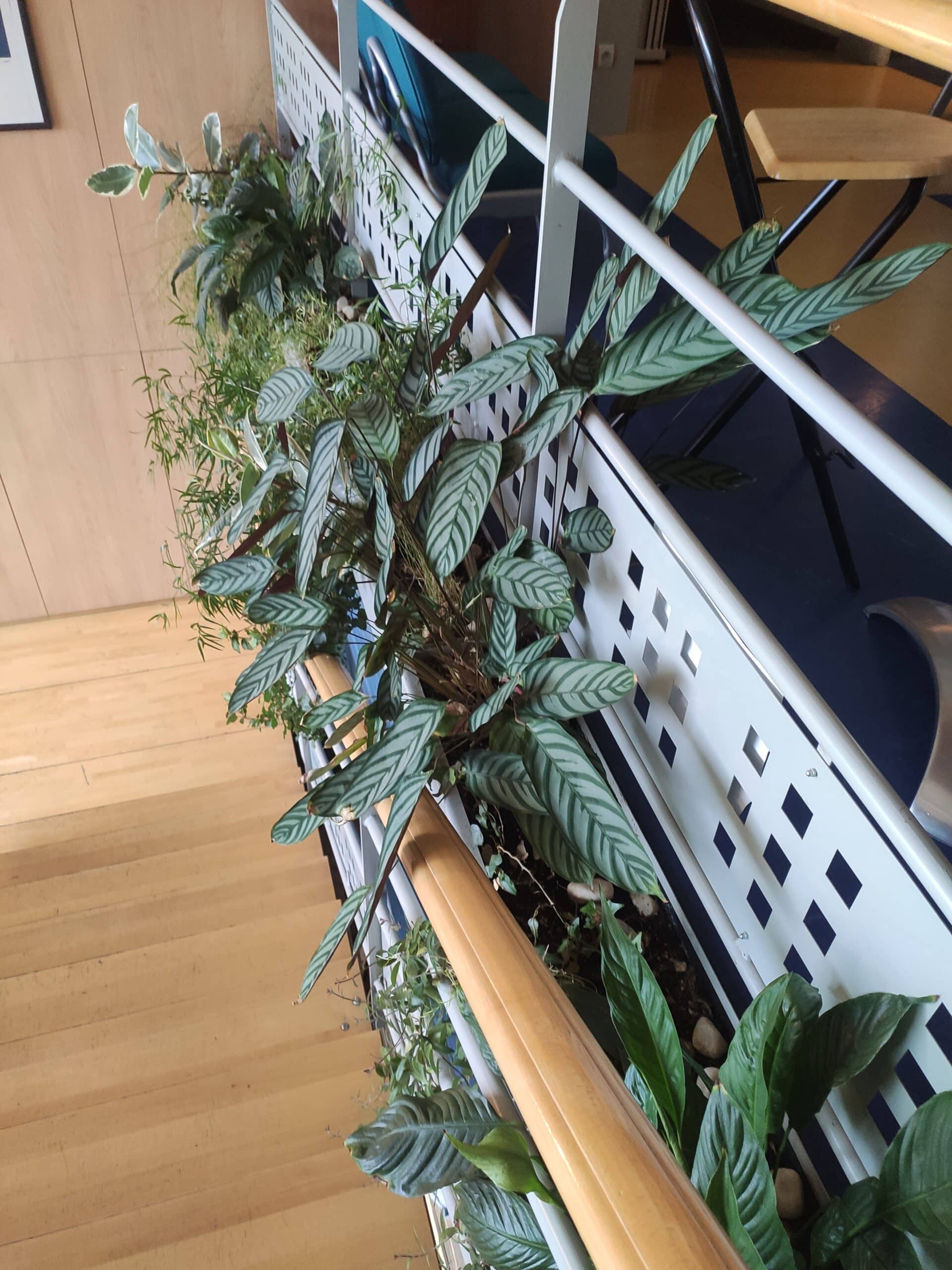 jardin-interieur-apres-entretien-plante Jardin d'intérieur après entretien