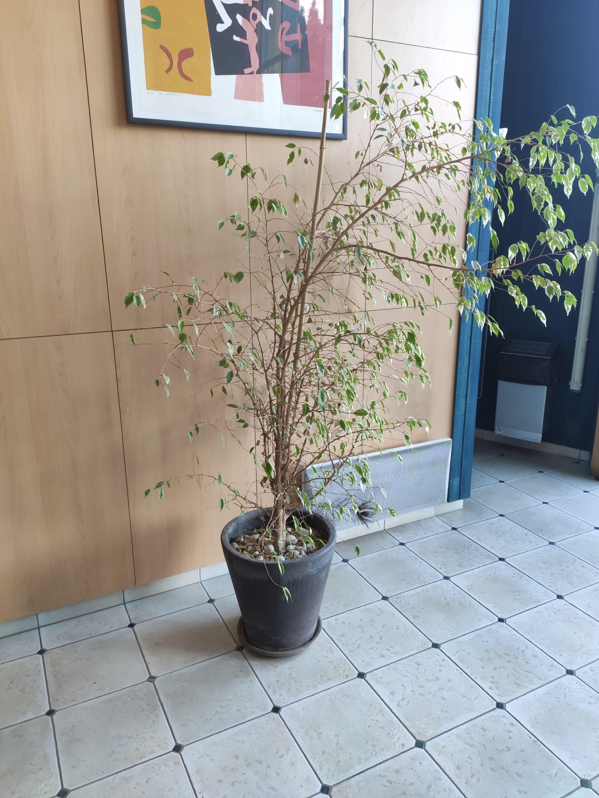 plante-avant-entretien-fleuriste Plante avant entretien