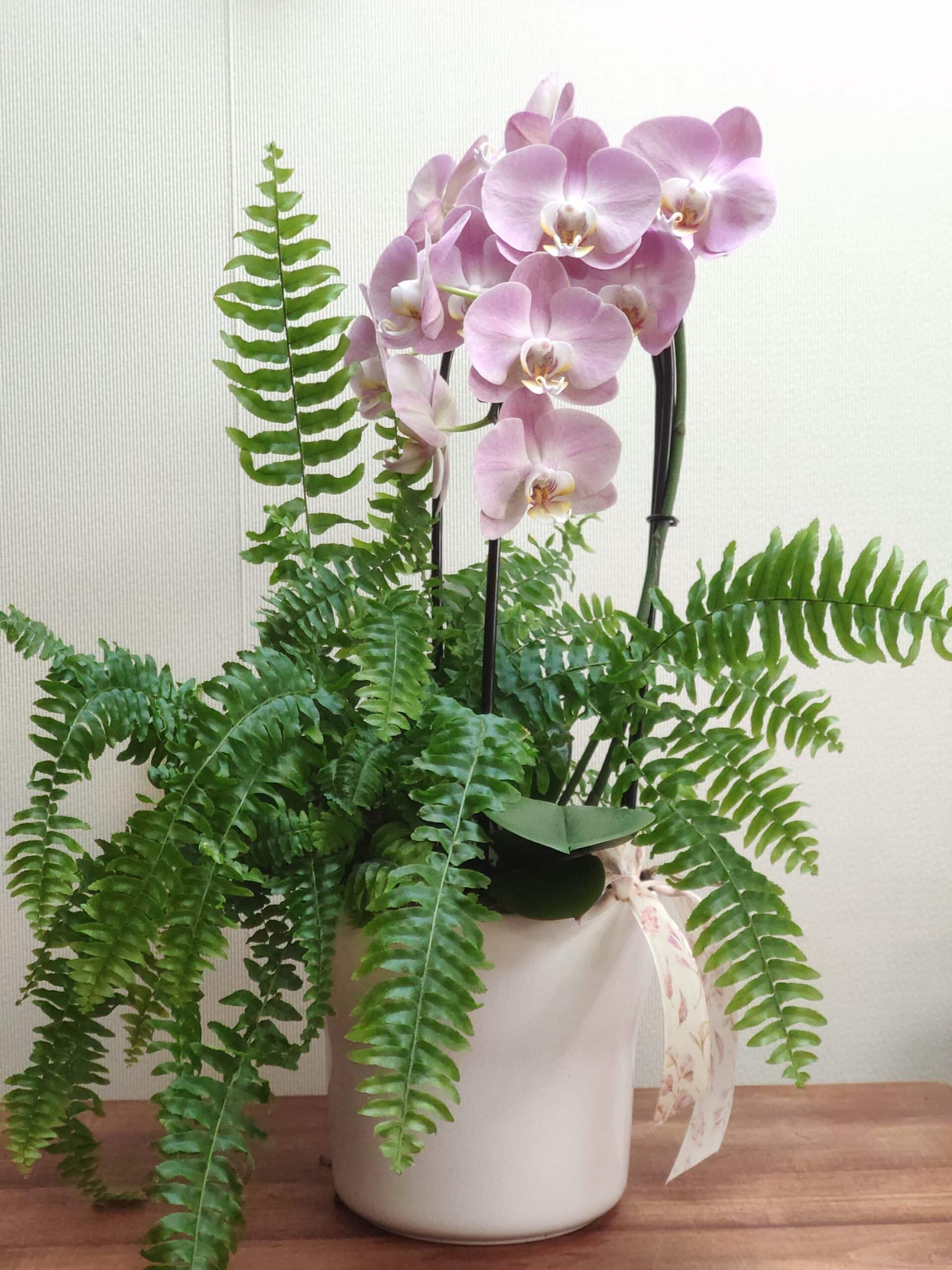 Fleur en pot