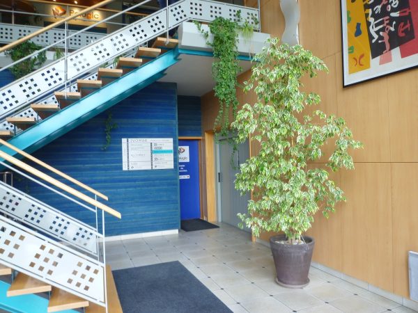 entretien de plantes