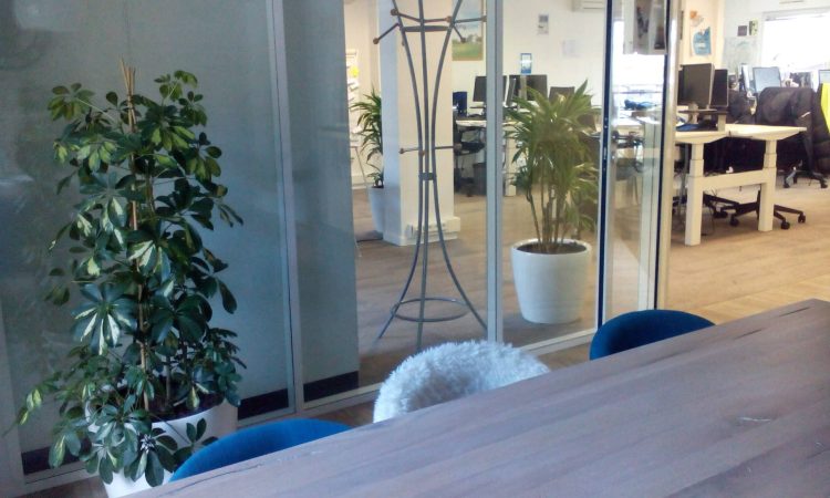 Plantes dans les bureaux d'une entreprise