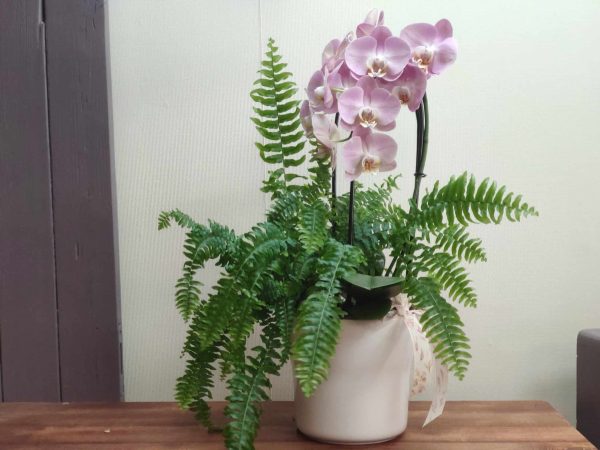 Fleur en pot