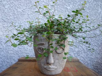 Muelhembeckia