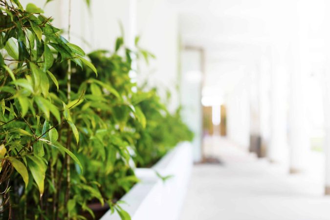 Jardin d'intérieur dans une entreprise