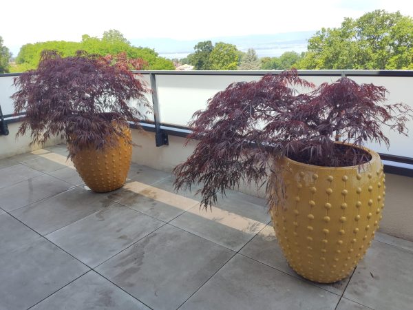 Plante en pot sur une terrasse d'un particulier